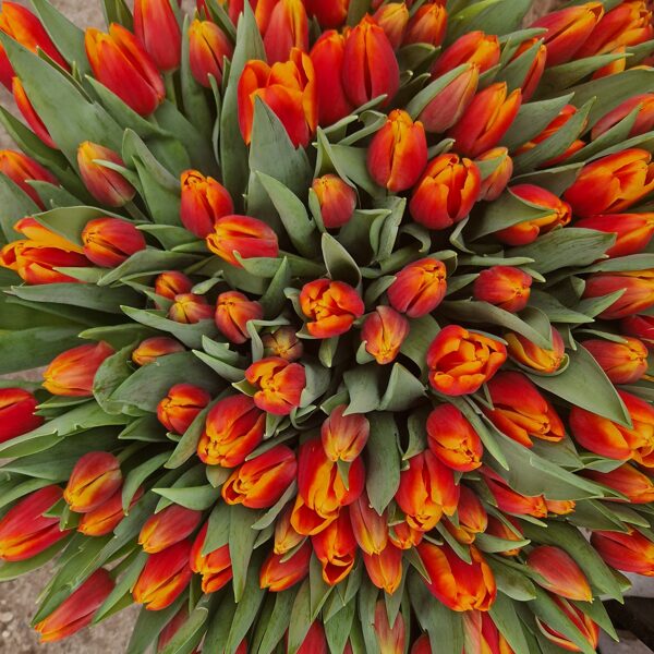 Tulpes
