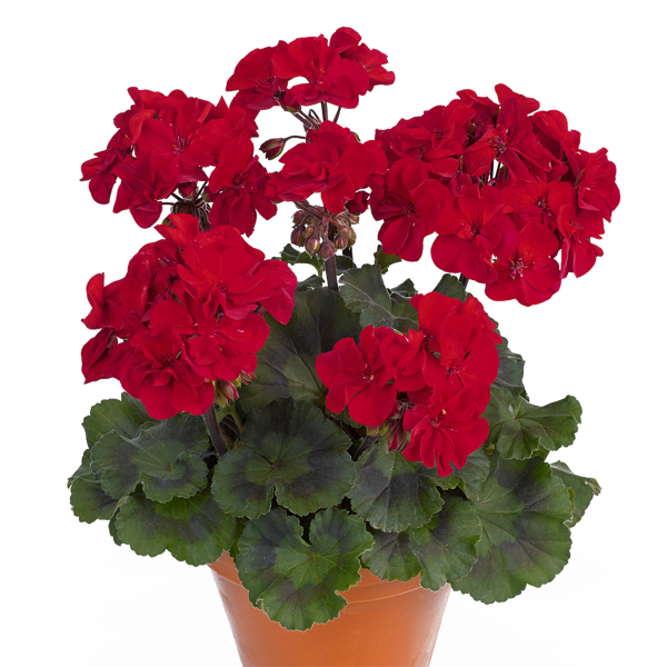 Zonālās pelargonijas