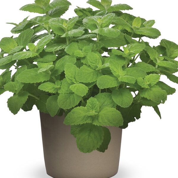 Piparmētras