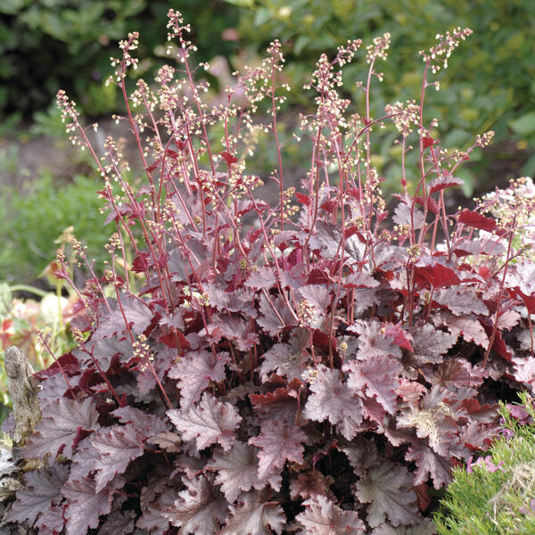 Amerikas heihera 'Melting Fire'