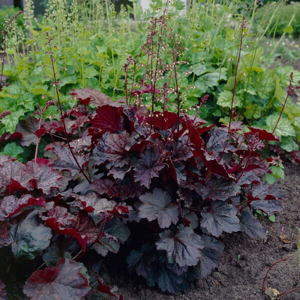 Amerikas heihēra 'Palace Purple'