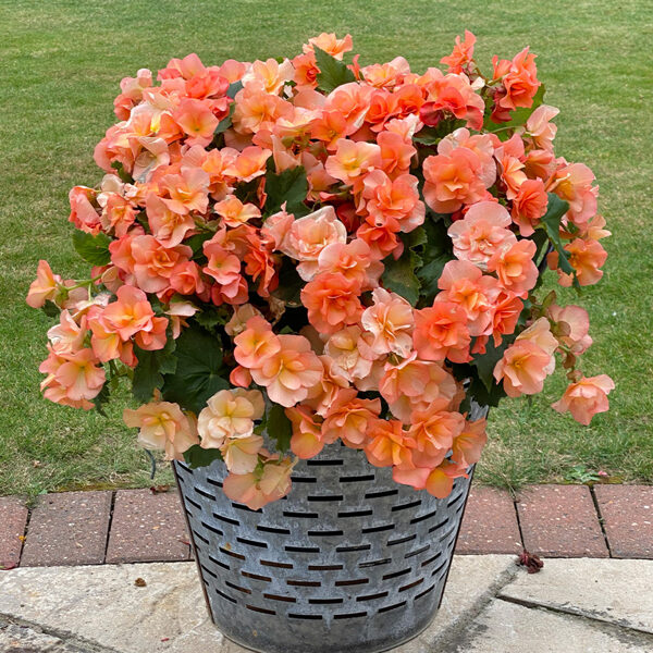 Apricot