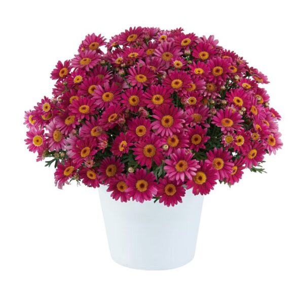 Argirentēma 'Lollie Berry Gummy'