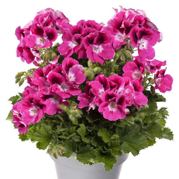 Aristo Magenta