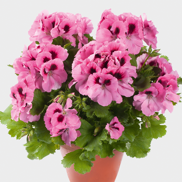 Aristo Pink
