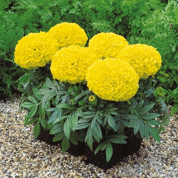 Augstā samtene 'Antigua Gold'