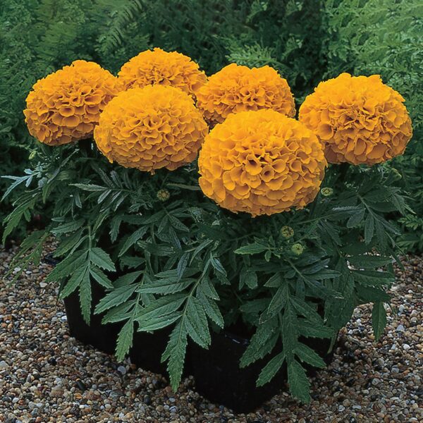 Augstā samtene 'Antigua Orange'