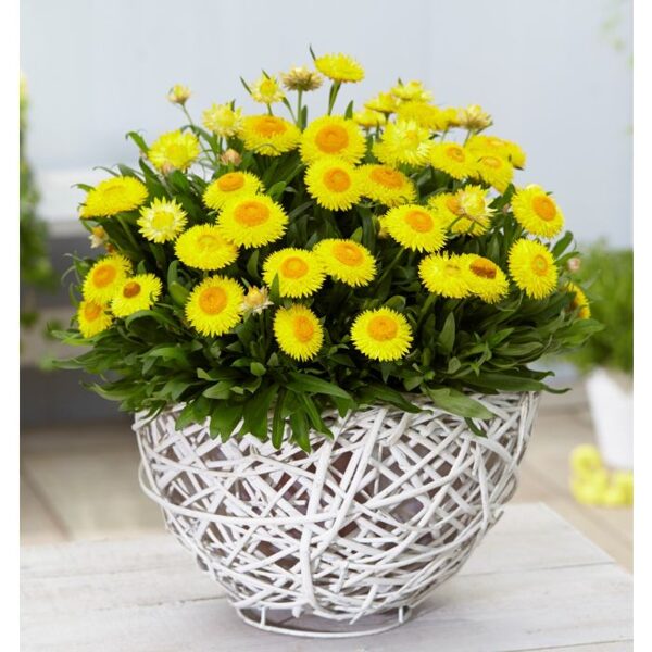 BRACTEANTHA Granvia Gold - Yellow