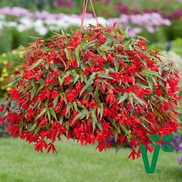 Begonia 'Bellavista Red' (Nokarena)