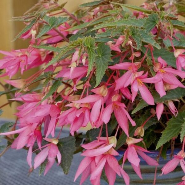 Begonia 'Bellavista Rose' (Nokarena)