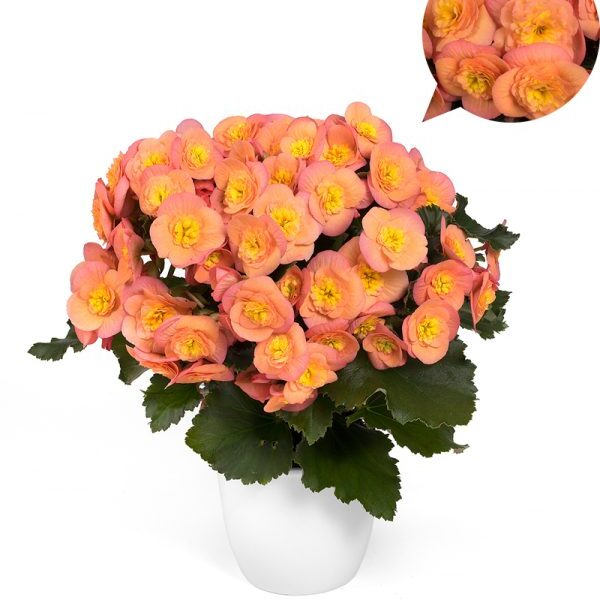 Belove Peach