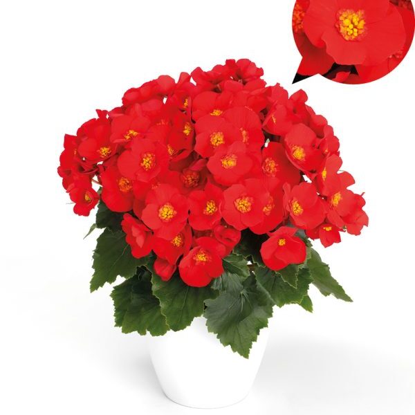 Belove Red