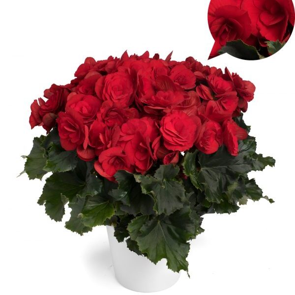 Berseba Red