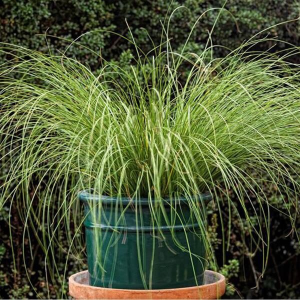 Cekulainais grīslis 'Phoenix Green'