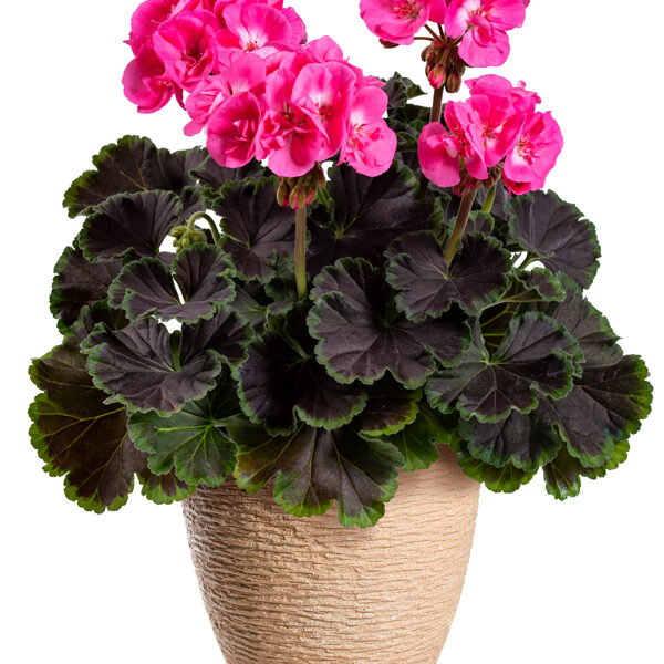 Chocolate Pink 21