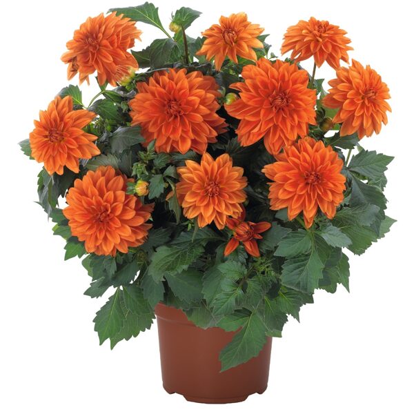 Dārza dālija 'Hypnotica Orange'