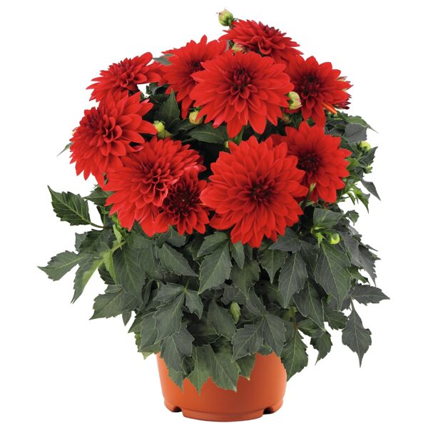 Dārza dālija 'Hypnotica Red'