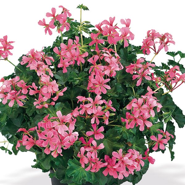 Decora Rosa
