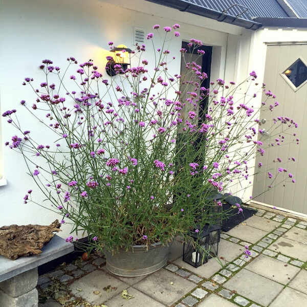 Dienvidamerikas verbena 'Violetta'