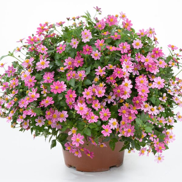Ferullapu sunīts 'Pink Princess'
