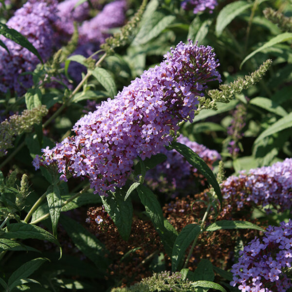 Hibrīdā budleja 'summer Bird Violet'