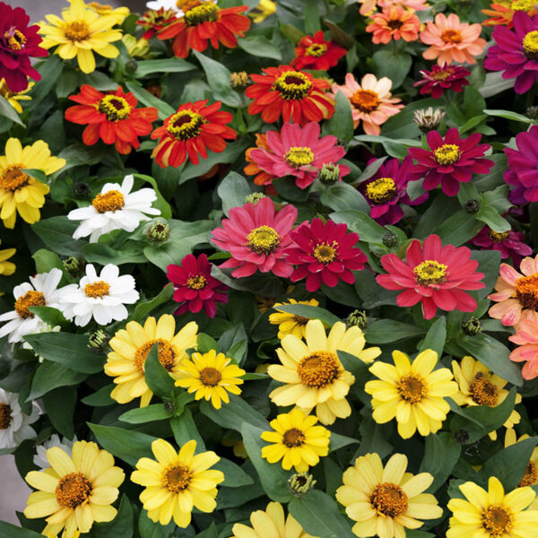 Hibrīdā cinnija 'Profusion Double Mix'