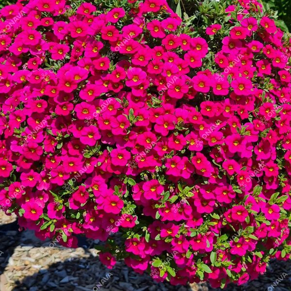 Hibrīdā kalibrahoja 'Calita Compact Rose'