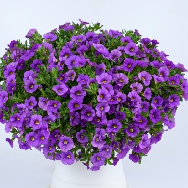 Hibrīdā kalibrahoja 'Calita Compact True Blue'