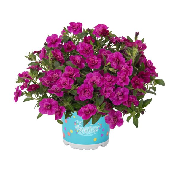 Hibrīdā kalibrahoja 'Double Purple'