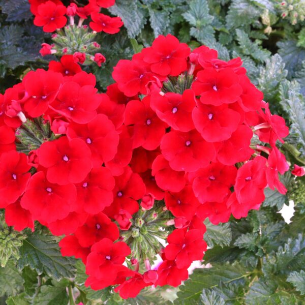 Hibrīdā verbena 'Empress Sun Red'