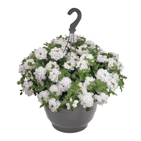 Hibrīdā verbena 'Empress Sun White'