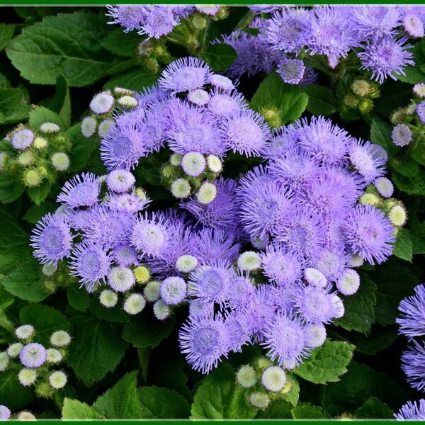 Houstona agerāts 'Hawaii Blue'
