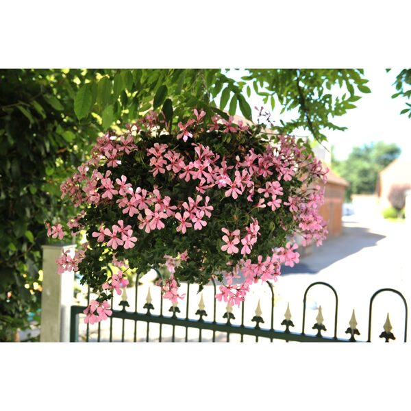 Nokarenās pelargonijas