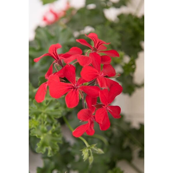 Grand Idols Red