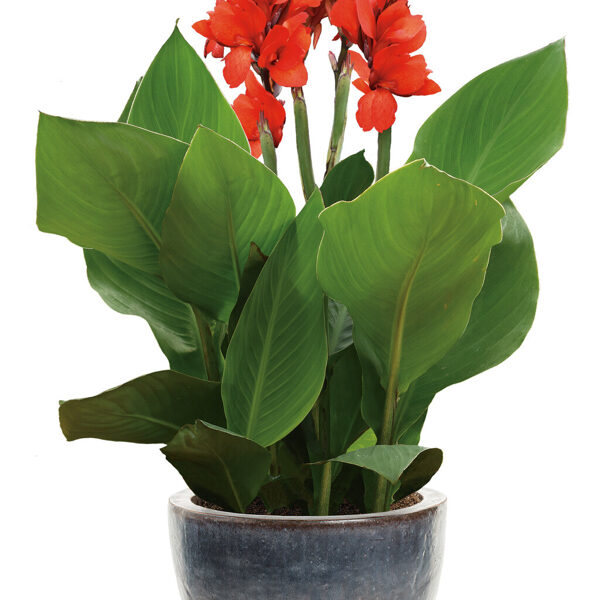 Indijas kanna 'Cannova Scarlet'