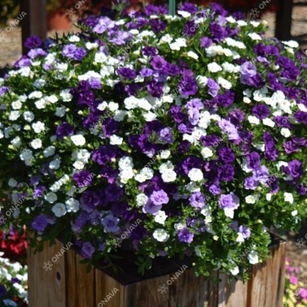 Kalibrahoja 'Double Trio Blue-Sky Blue- Snow'