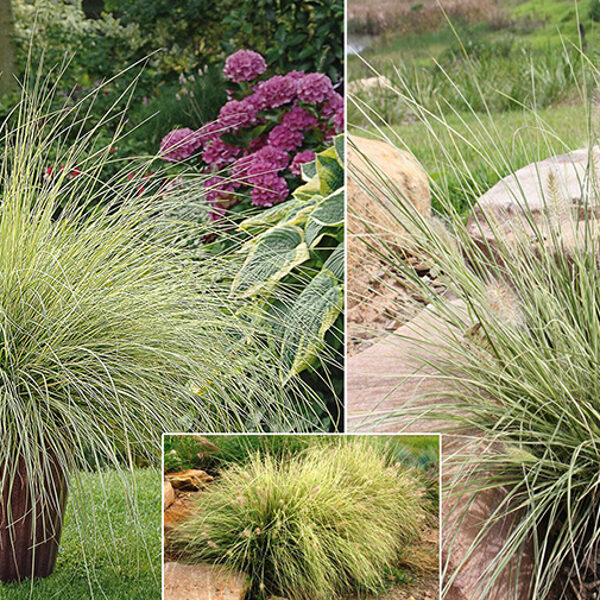 Lapsastu sarzāle 'Penstripe'