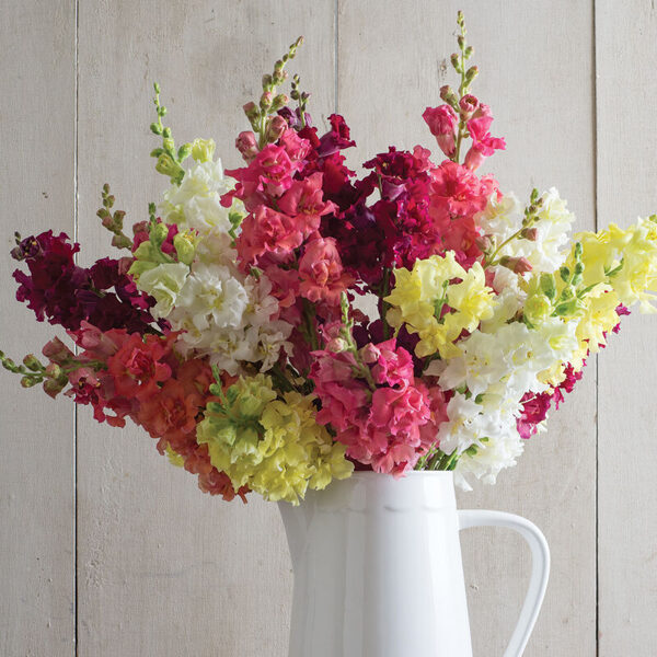 Lielā lauvmutīte 'Butterfly Mix'