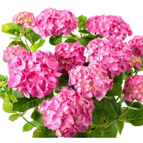 Hortenzijas