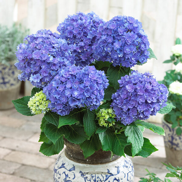 Liellapu hortenzija 'You&Me Together Blau'