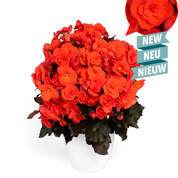 Mocca Orange