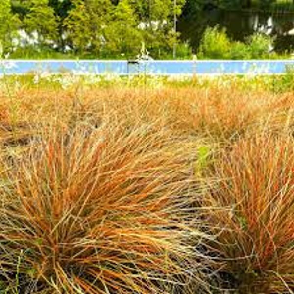 Oranžais grīslis 'Prairie Fire'