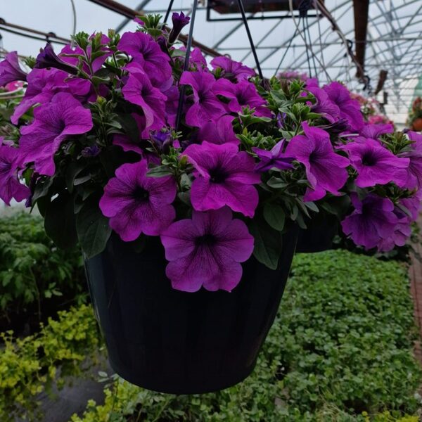 Petunia Conchita 'Grande Lavander'