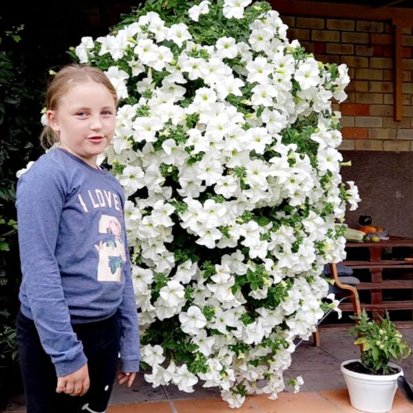 Petunia Conchita 'Grande White'