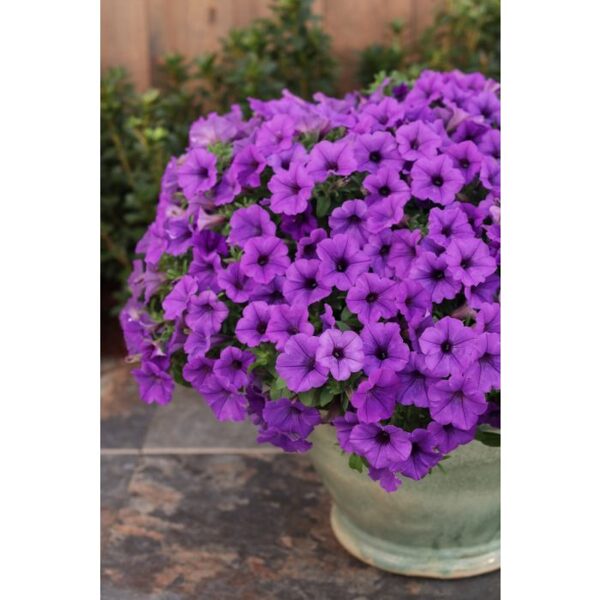 Petunia Mini Vista 'Blue Violet'