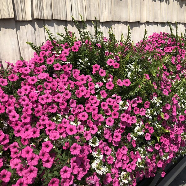 Petunia Mini Vista 'Hot Pink'