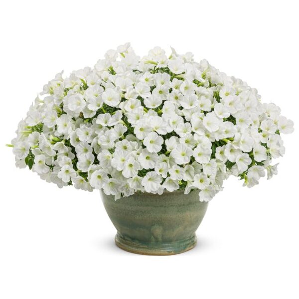Petunia Mini Vista 'White'