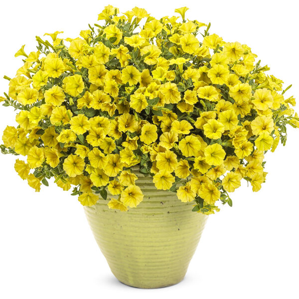 Petunia Mini Vista 'Yellow'