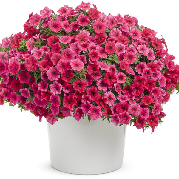 Petunia 'Supertunia VISTA Paradise'