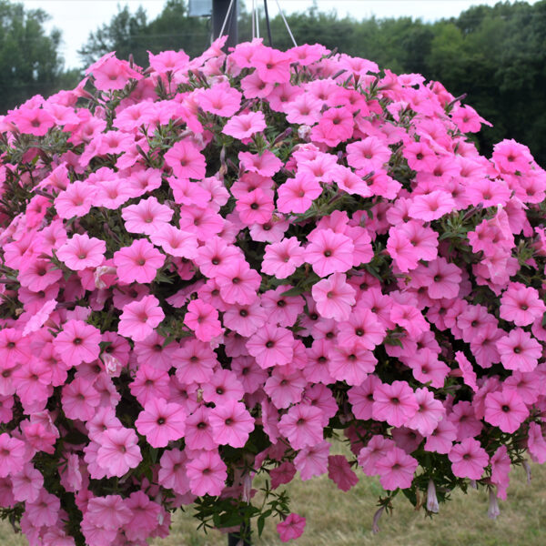 Petunia 'Supertunia Vista Bubblegum'